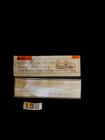Media type: image;   Invertebrate Zoology OPH-2349 Description: Labels for this specimen included in the specimen tray.;  Aspect: labels